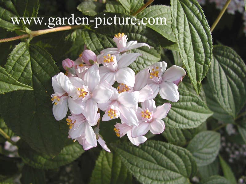 Deutzia purpurascens 'Kalmiiflora'