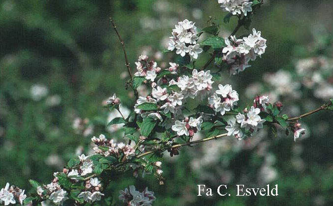 Deutzia rosea 'Carminea'
