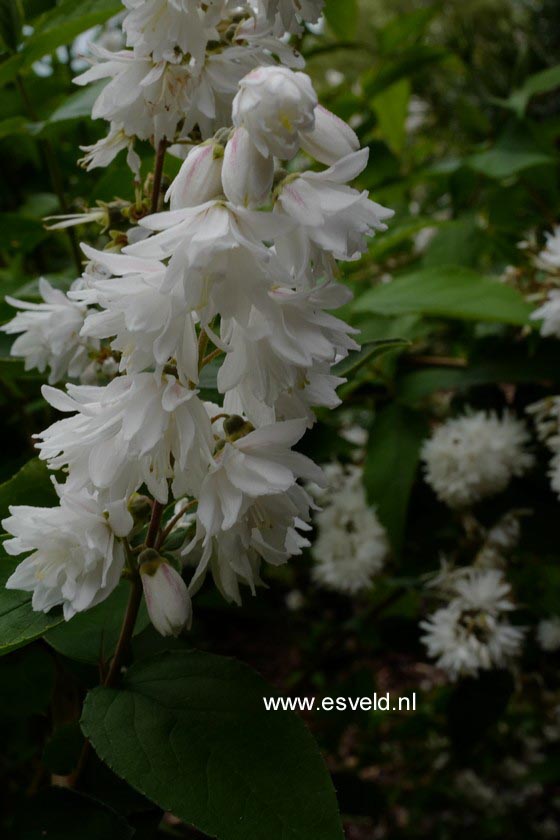 Deutzia scabra 'Plena'