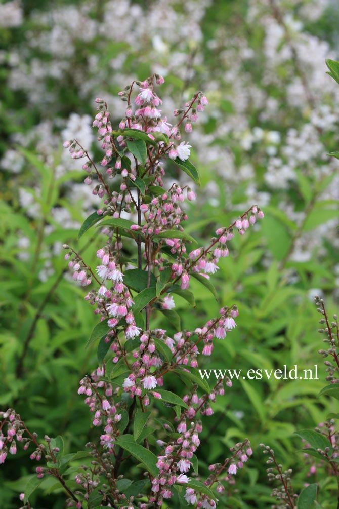 Deutzia schneideriana laxiflora