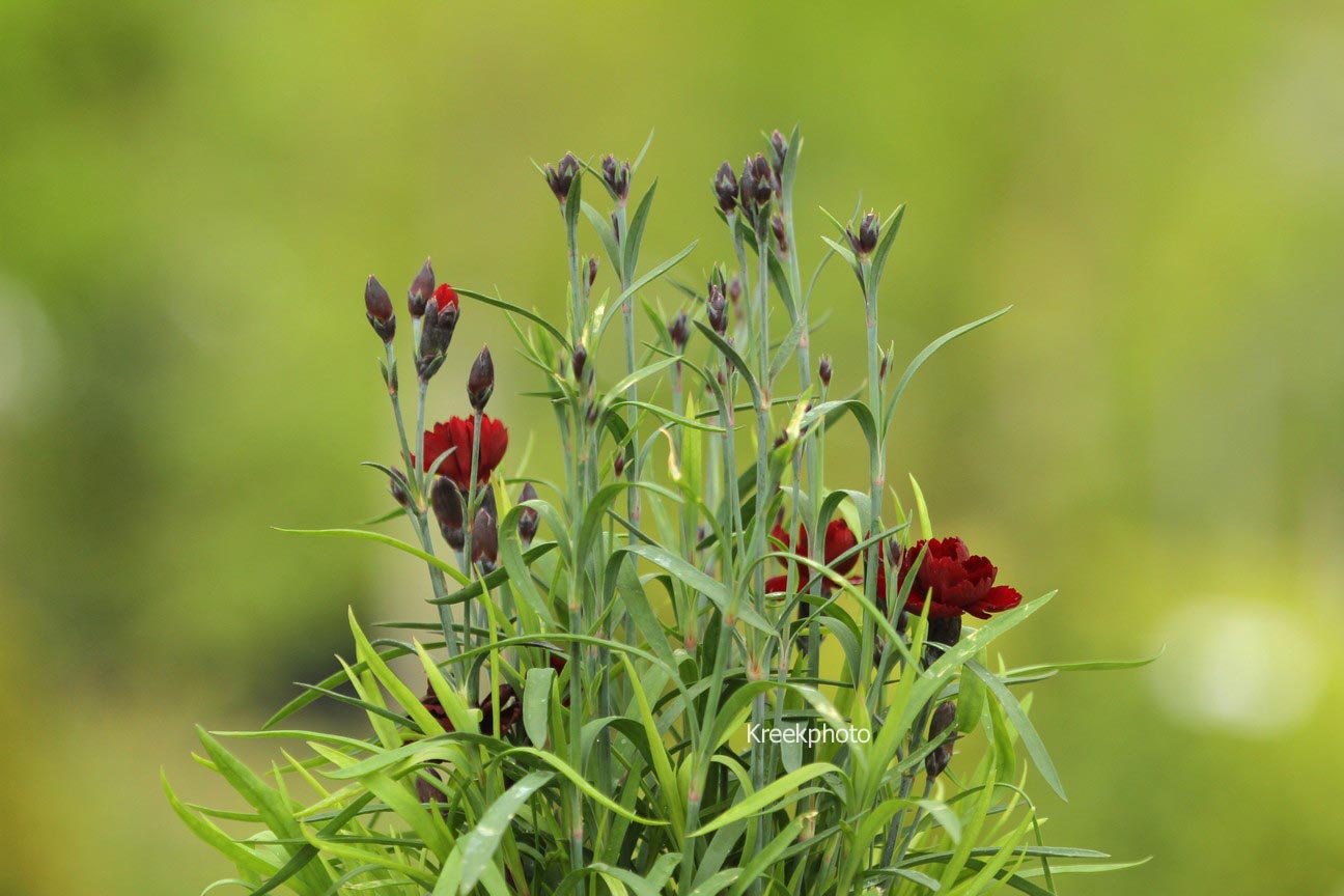 Dianthus (SUNFLOR)