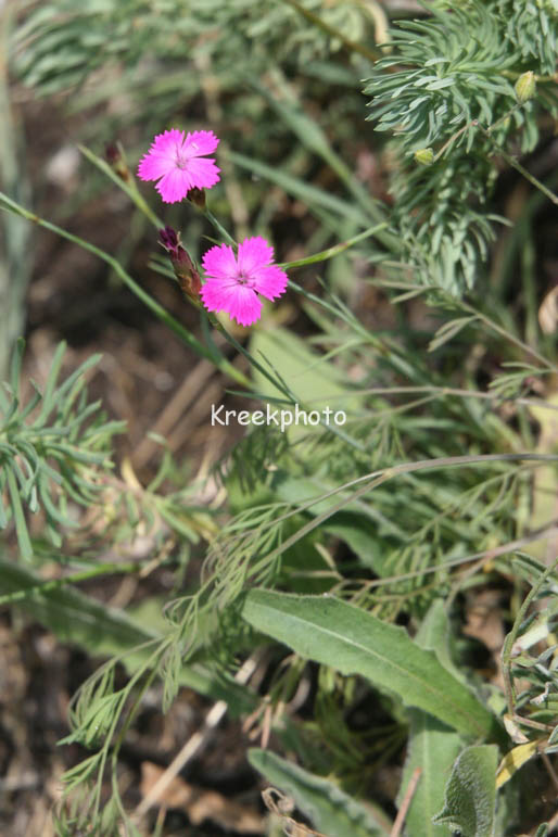 Dianthus deltoides