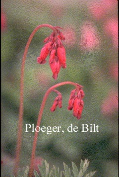 Dicentra formosa 'Bountiful'