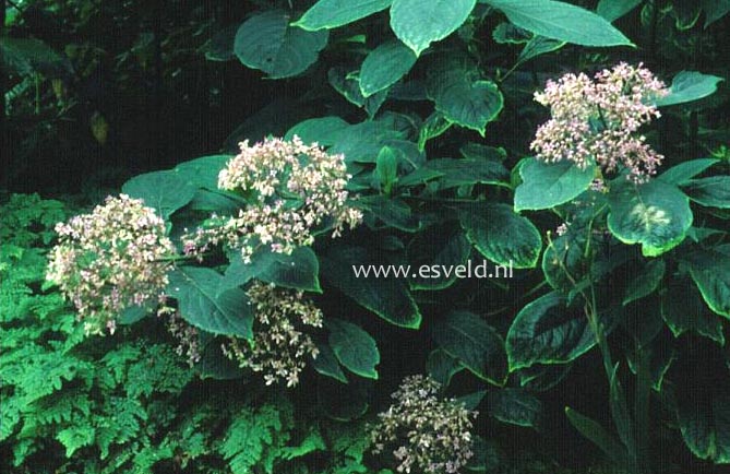 Dichroa versicolor