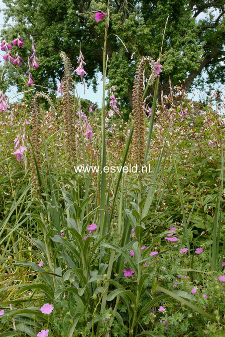 Dierama pulcherrimum