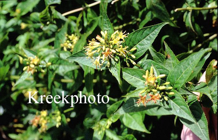 Diervilla sessilifolia