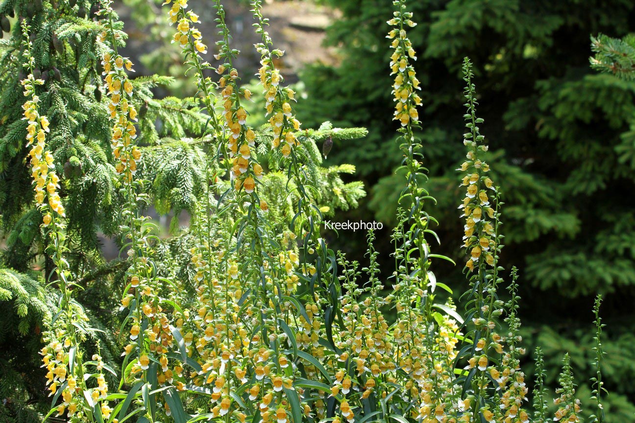Digitalis laevigata