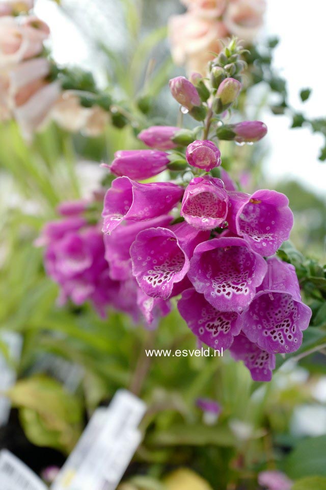 Digitalis purpurea 'Dalmatian Purple'