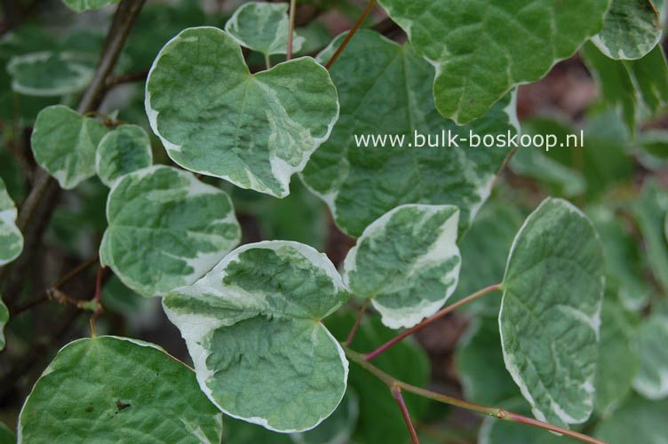 Disanthus cercidifolius 'Ena nishiki'