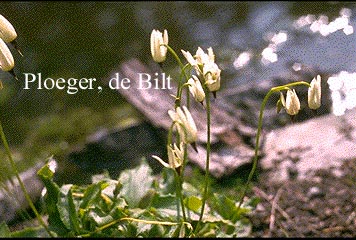 Dodecatheon meadia 'Album'
