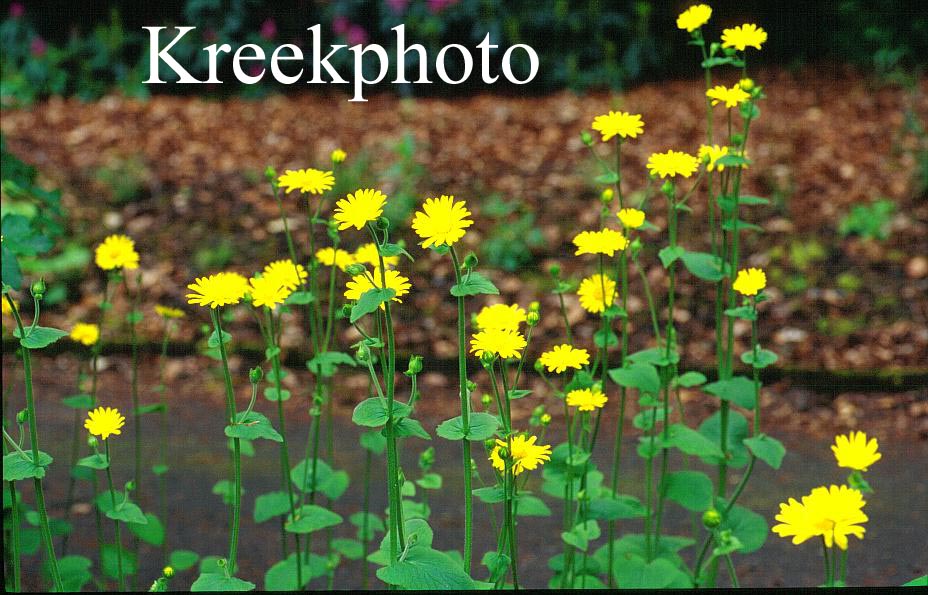Doronicum pardalianches