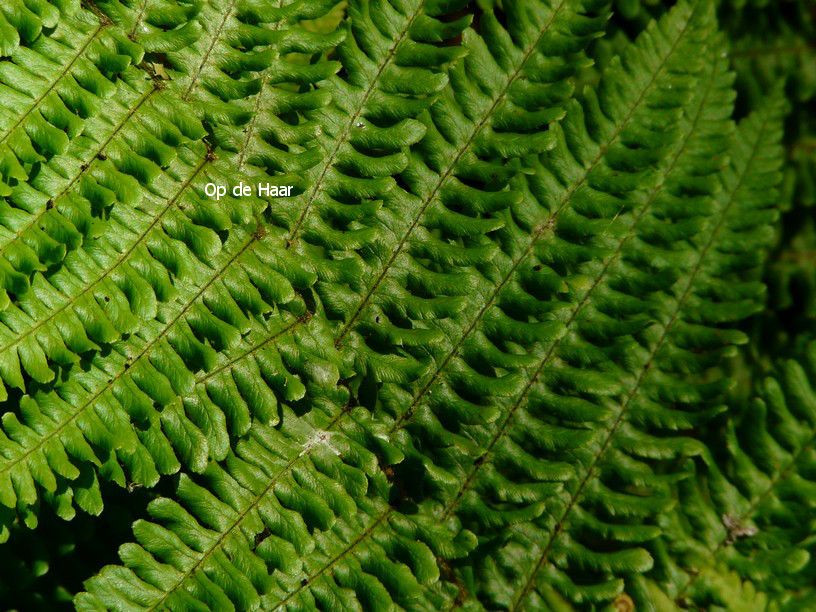 Dryopteris affinis 'Crispa'