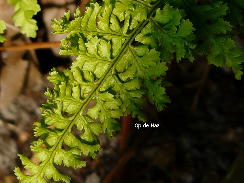 Dryopteris dilatata 'Crispa Whiteside'