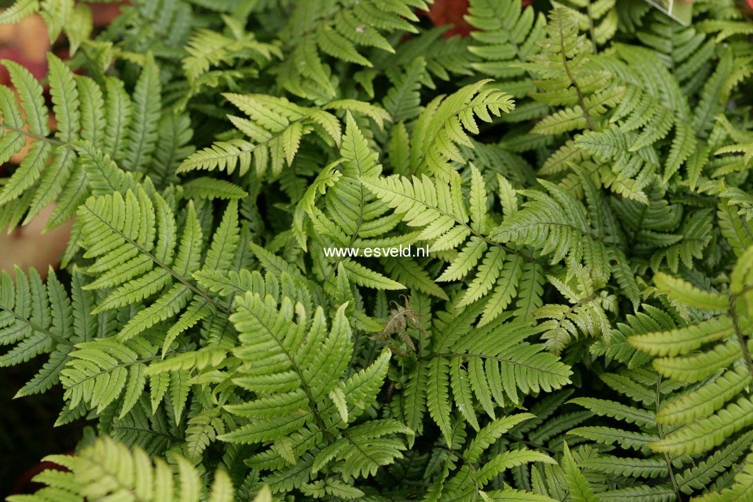 Dryopteris lepidopoda