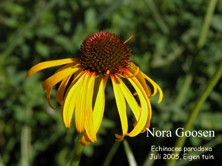 Echinacea paradoxa