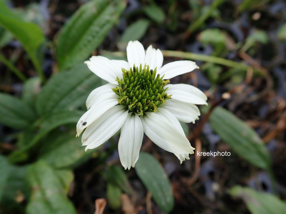 Echinacea purpurea 'Alaska'