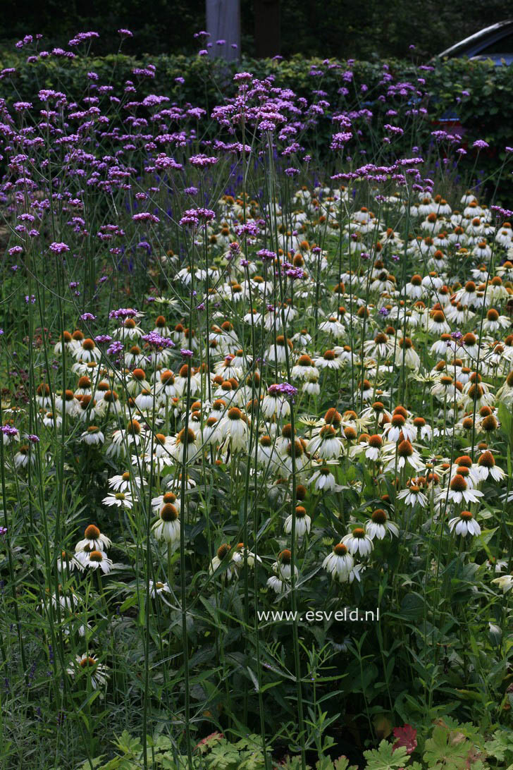 Echinacea purpurea 'Alba'