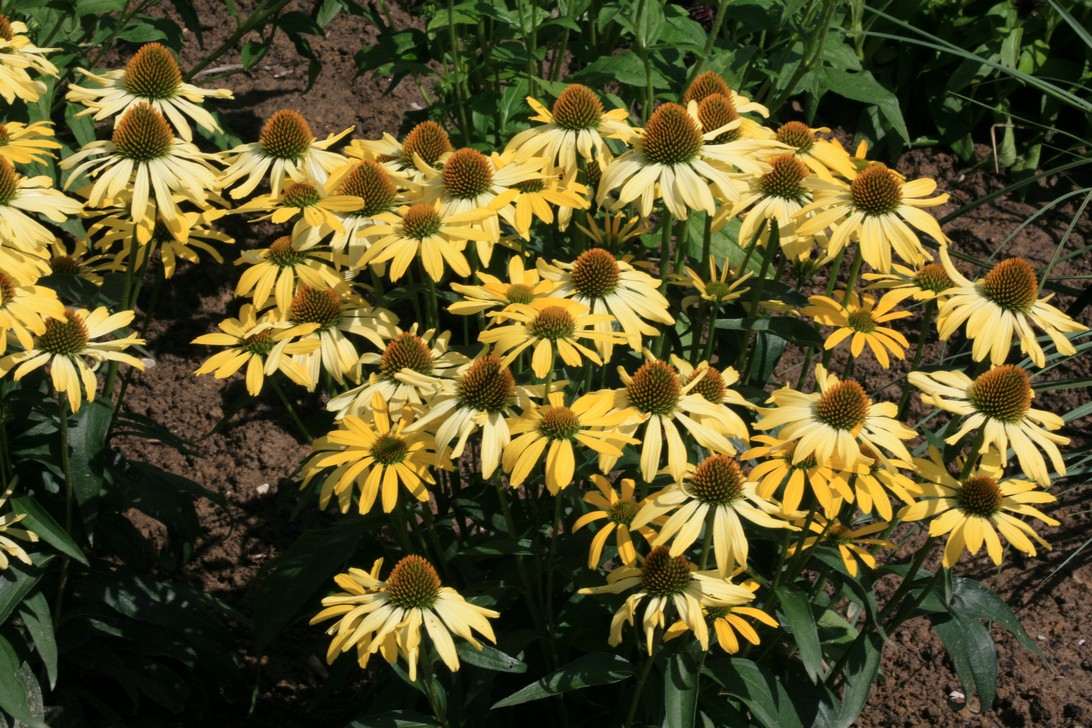 Echinacea purpurea 'Cleopatra'