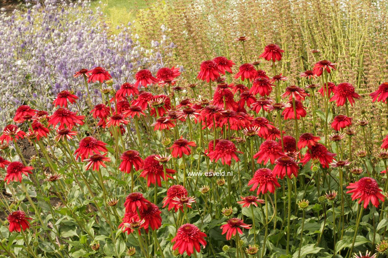 Echinacea purpurea 'Eccentric'