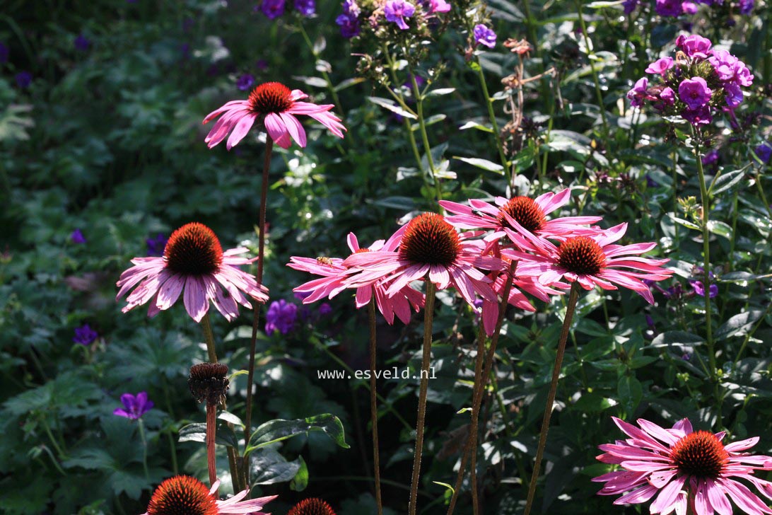 Echinacea purpurea 'Fatal Attraction'