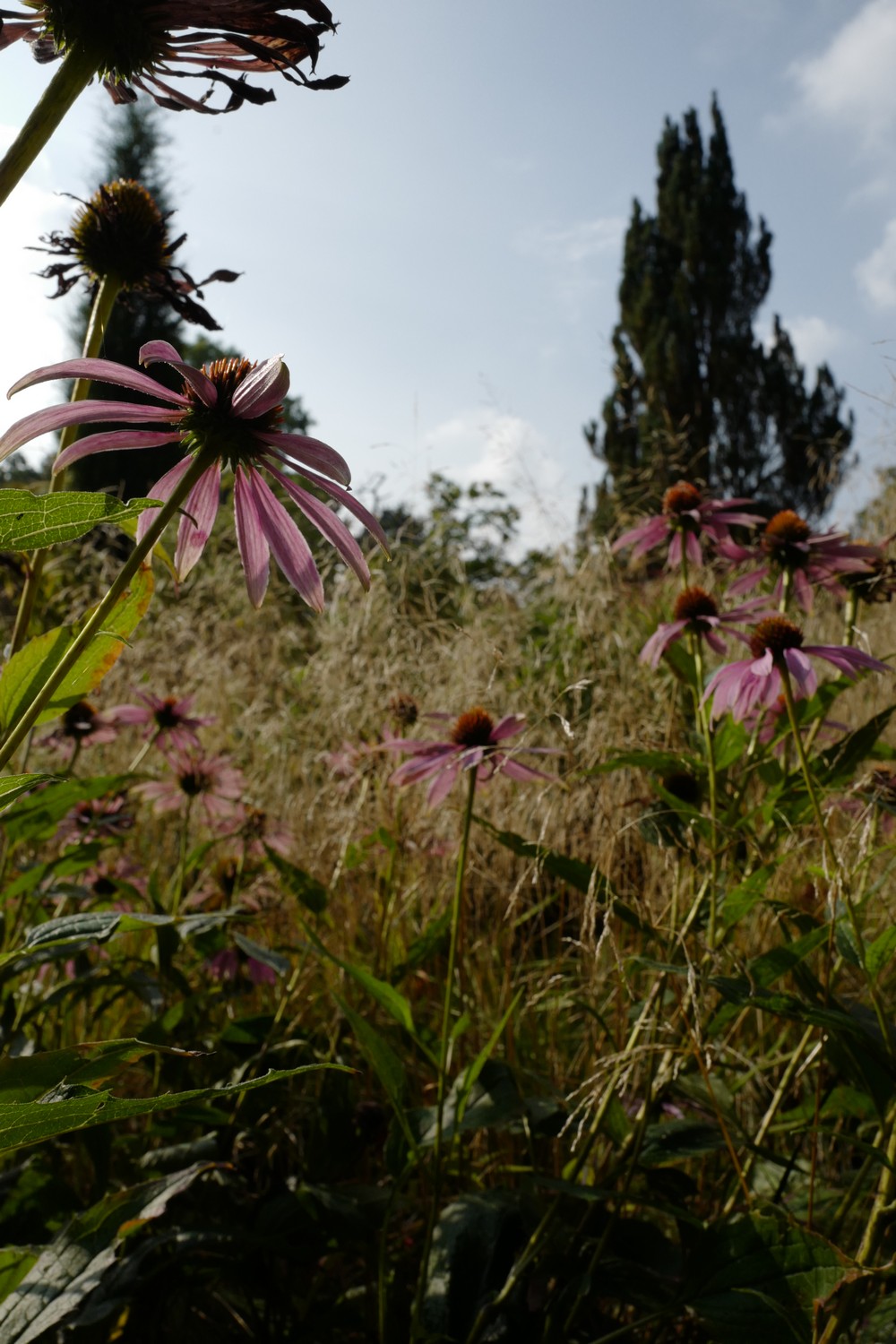 Echinacea purpurea 'Leuchtstern'