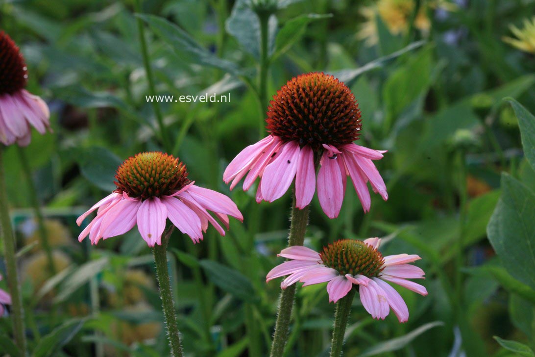 Echinacea purpurea 'Meditation'