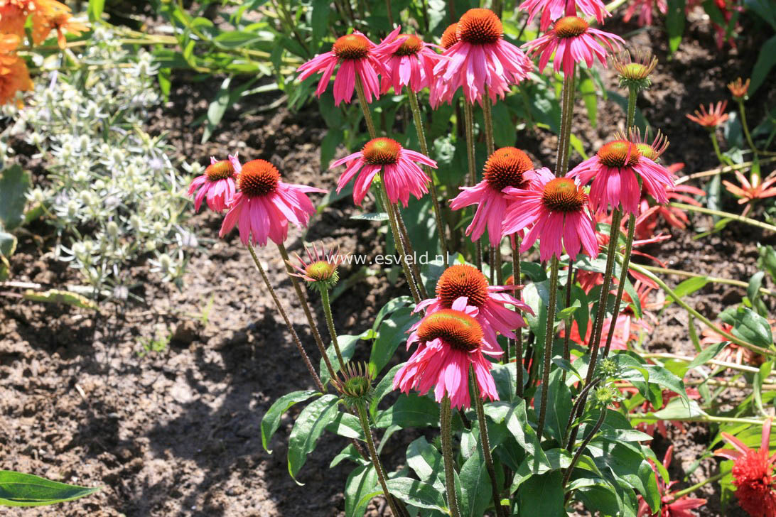Echinacea purpurea 'Red Knee High'