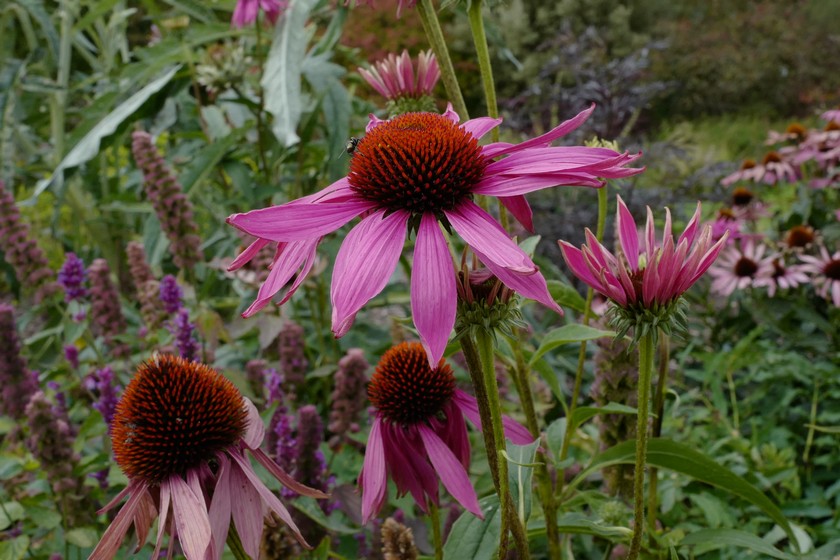 Echinacea purpurea 'Rubinstern'