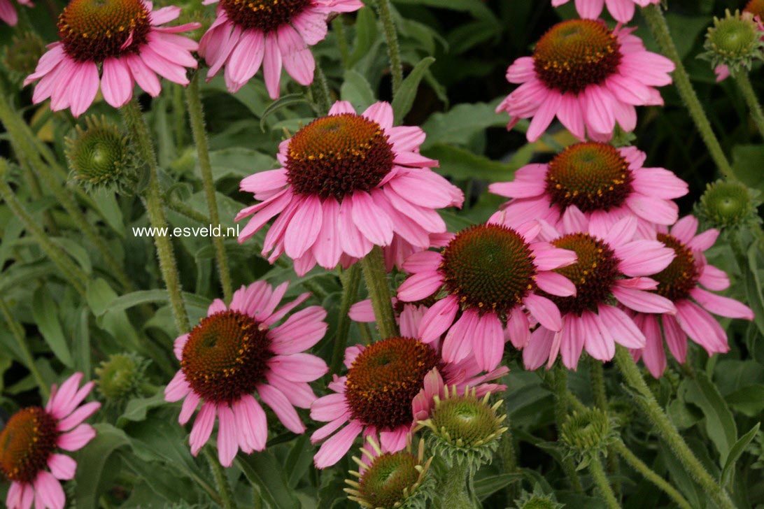 Echinacea purpurea 'Summer Sky'