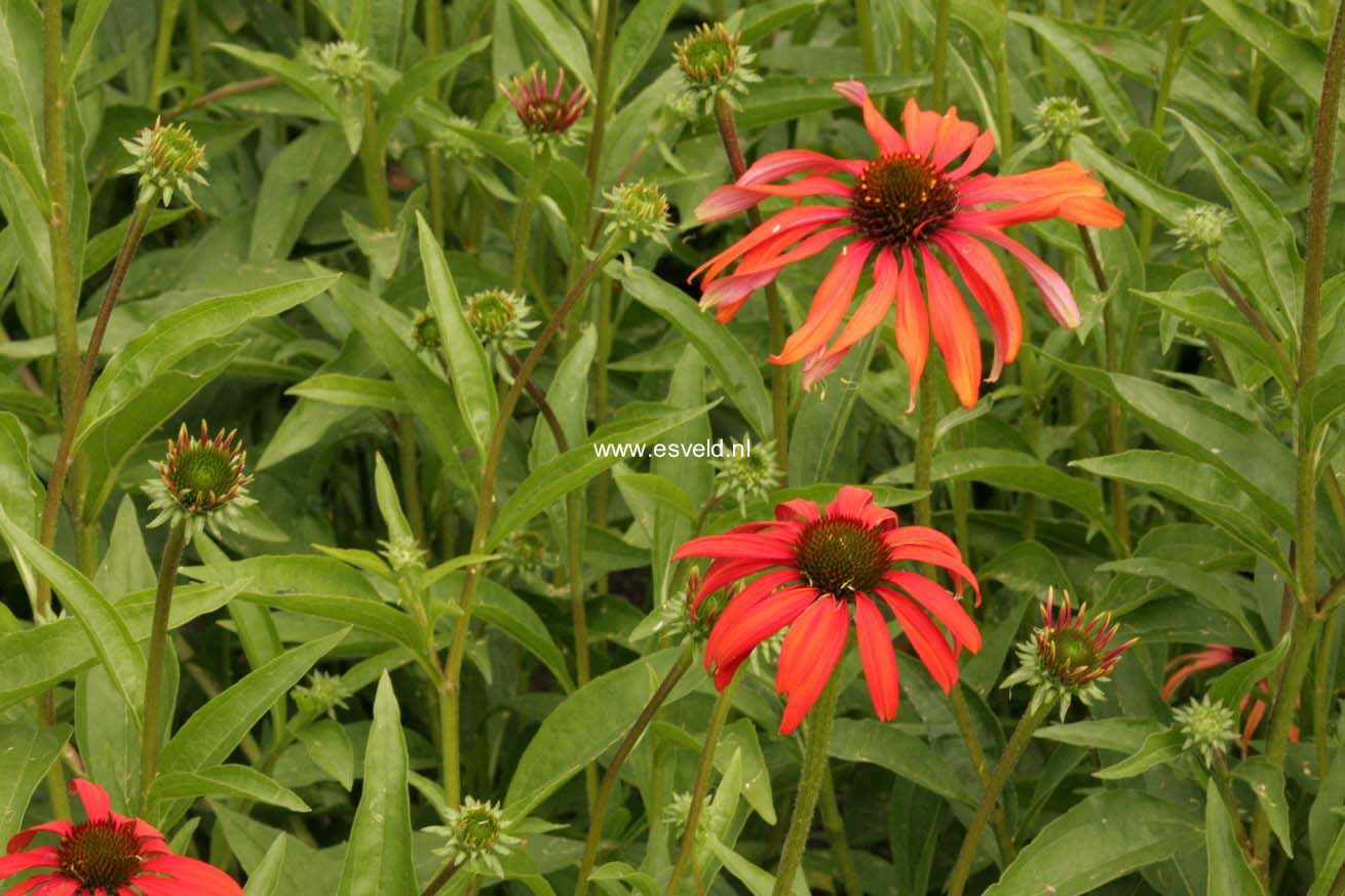 Echinacea purpurea 'Tomato Soup'
