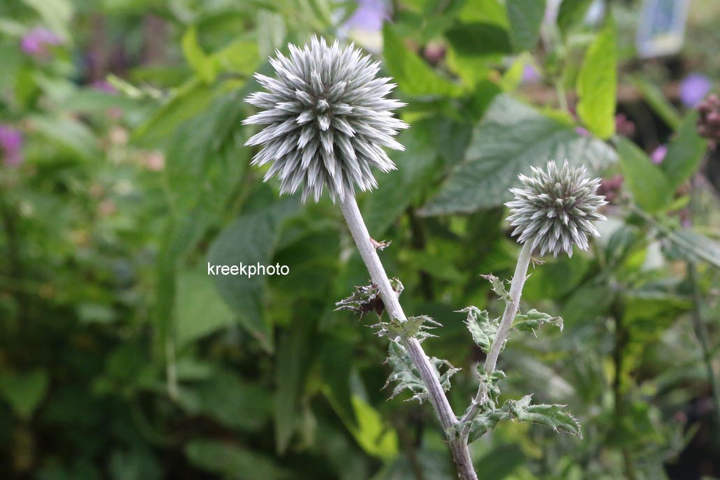 Echinops bannaticus 'Star Frost'