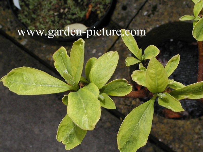 Edgeworthia chrysantha