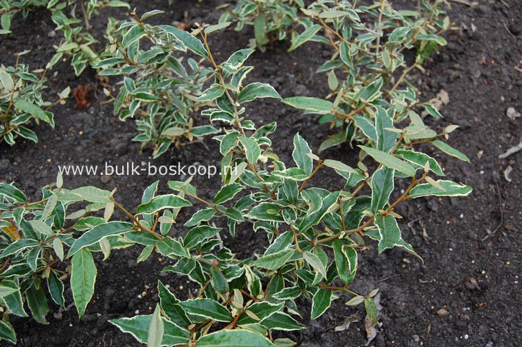 Elaeagnus pungens 'Hosuba fukurin'