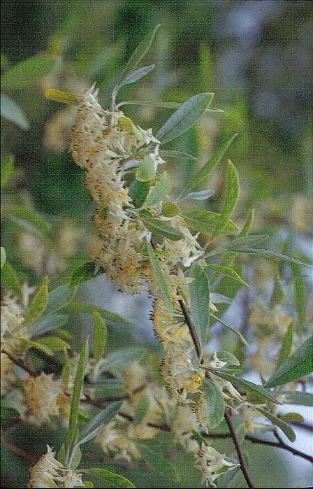 Elaeagnus pungens
