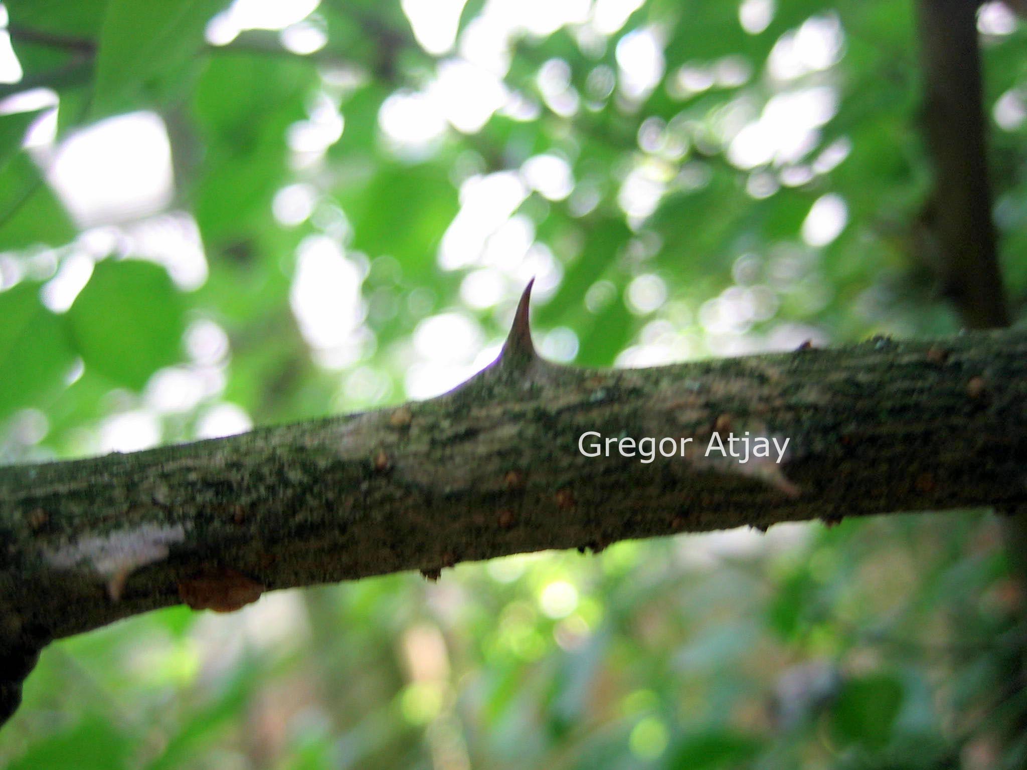 Eleutherococcus wardii