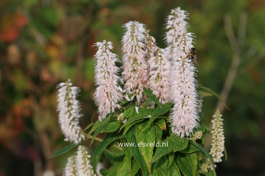 Elsholtzia stauntonii 'Alba'