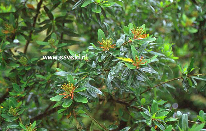 Embothrium coccineum