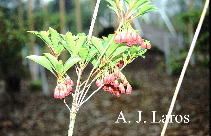 Enkianthus campanulatus 'Hollandia'
