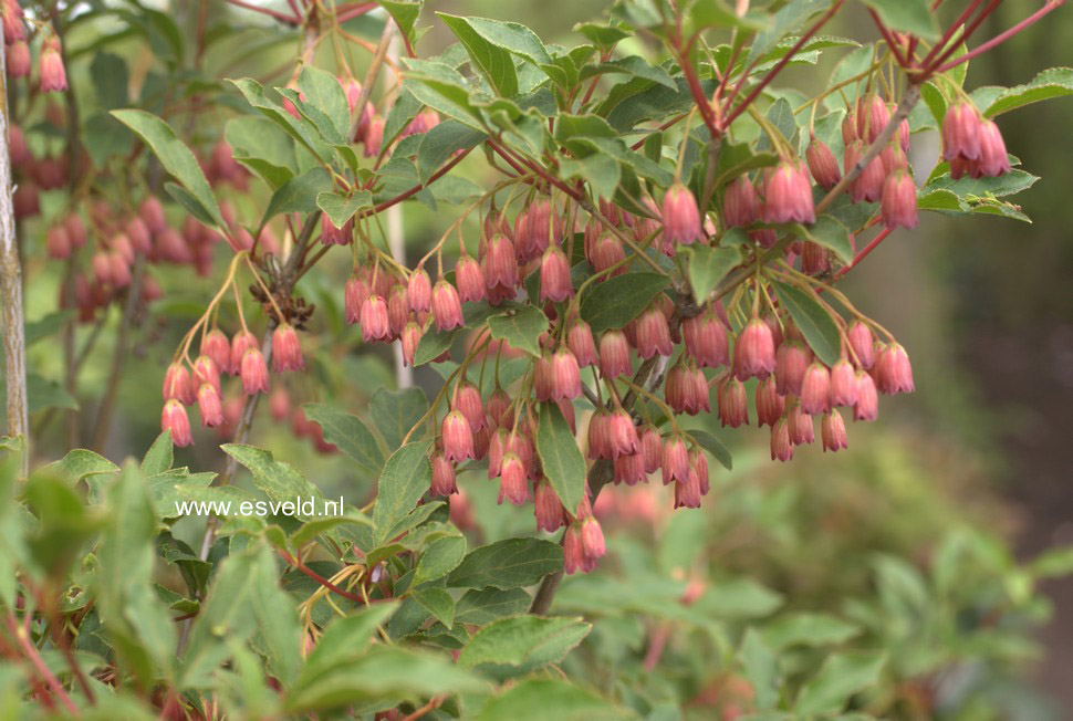 Enkianthus campanulatus 'Ruby Glow'