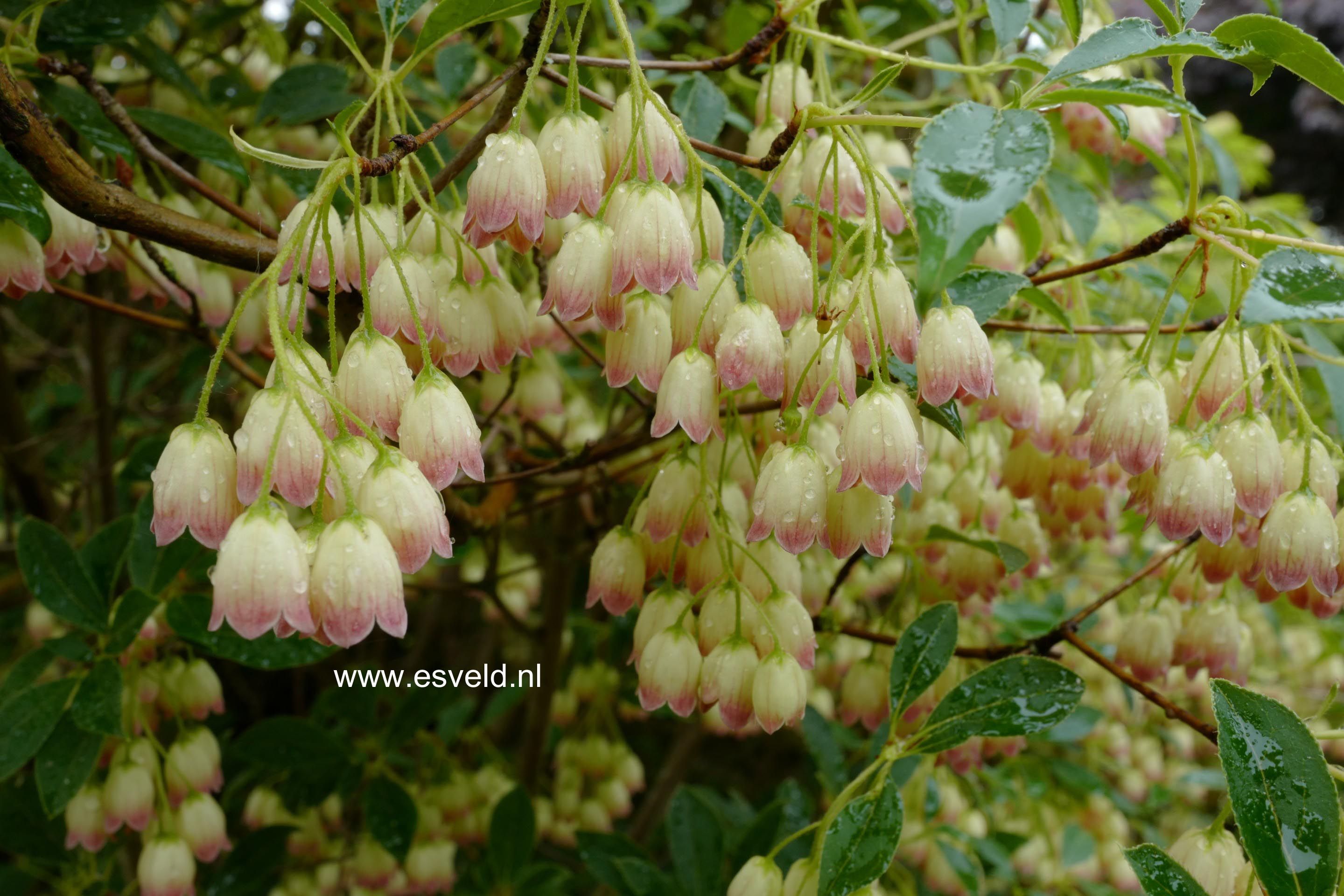 Enkianthus campanulatus 'Virgo'