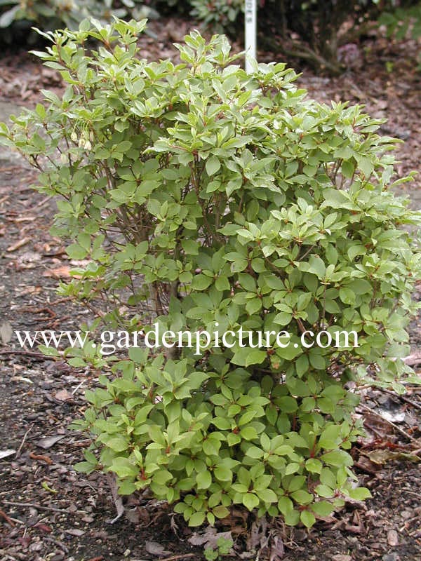 Enkianthus campanulatus 'Wallaby'