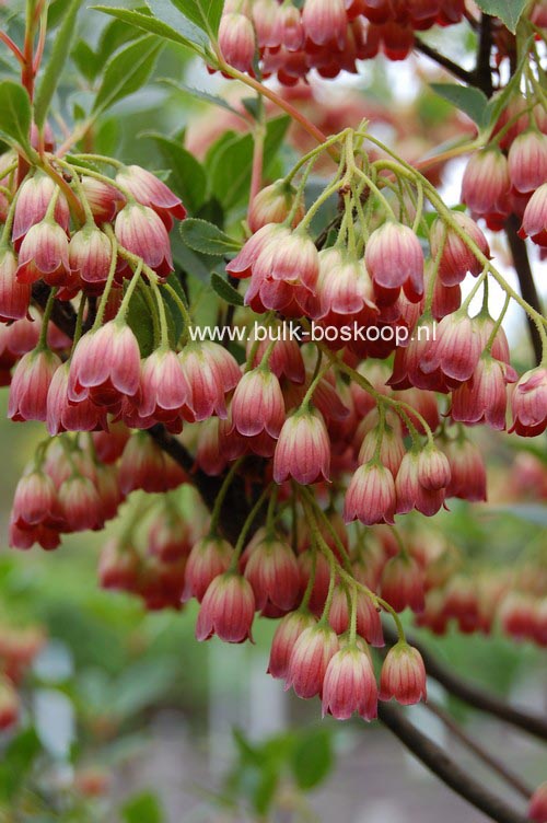 Enkianthus campanulatus var. palibinii