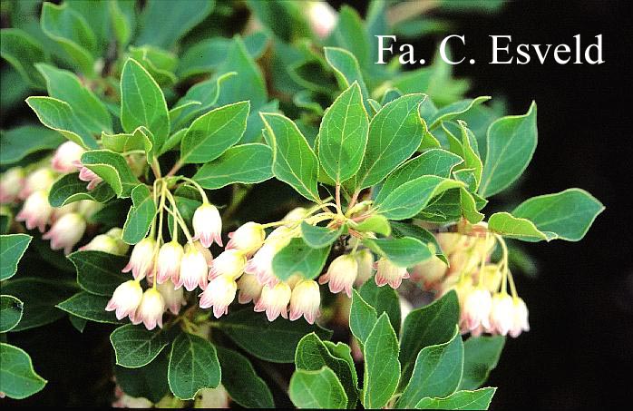 Enkianthus cernuus recurvus