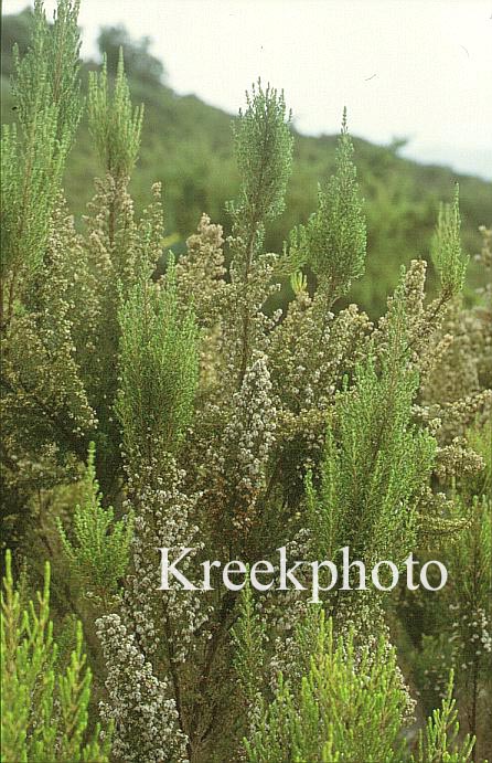 Erica arborea