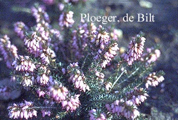 Erica carnea 'King George'