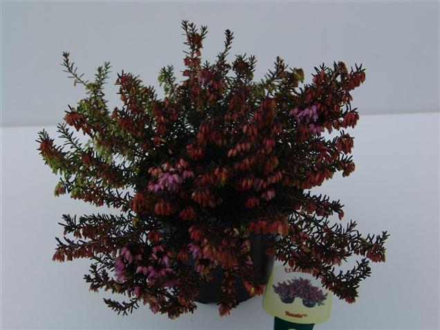 Erica carnea 'Rosalie'