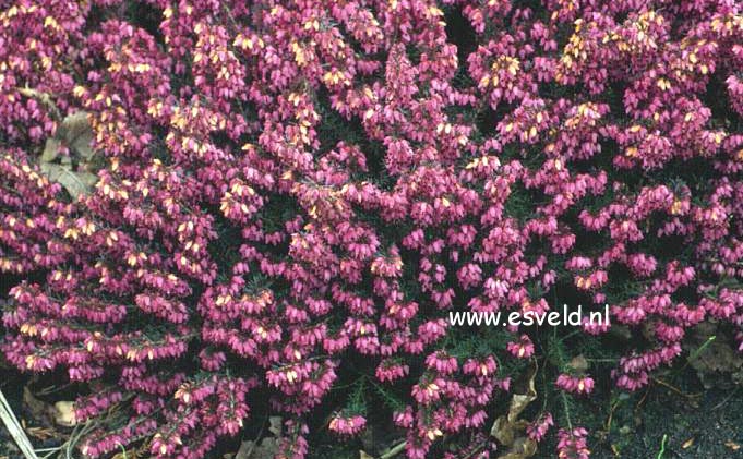 Erica carnea 'Wintersonne'