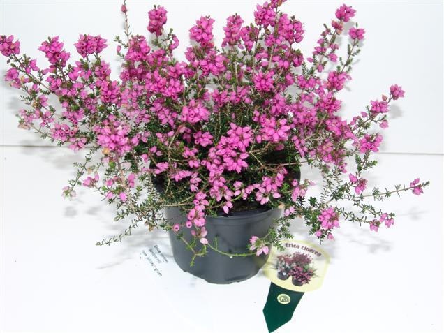 Erica cinerea 'Sandpit Hill'