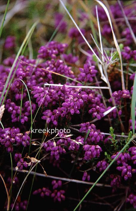 Erica cinerea