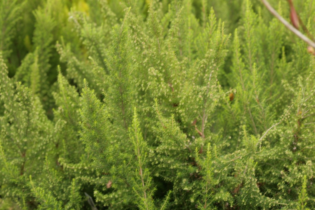 Erica lusitanica